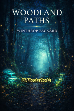 Woodland Paths Woodland Paths